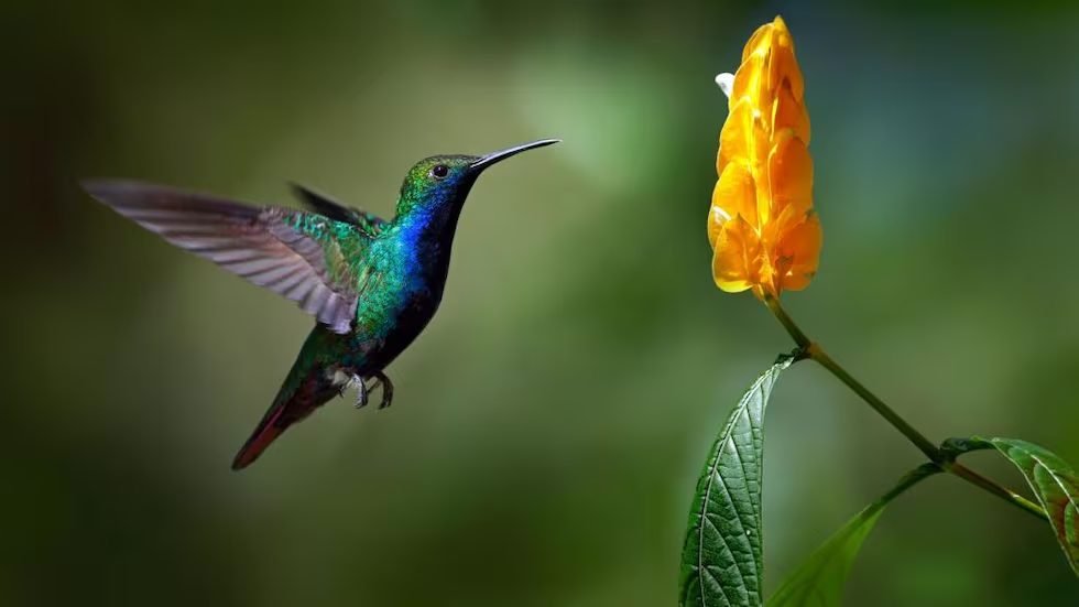 Ruta del Colibrí - Divergente Tours